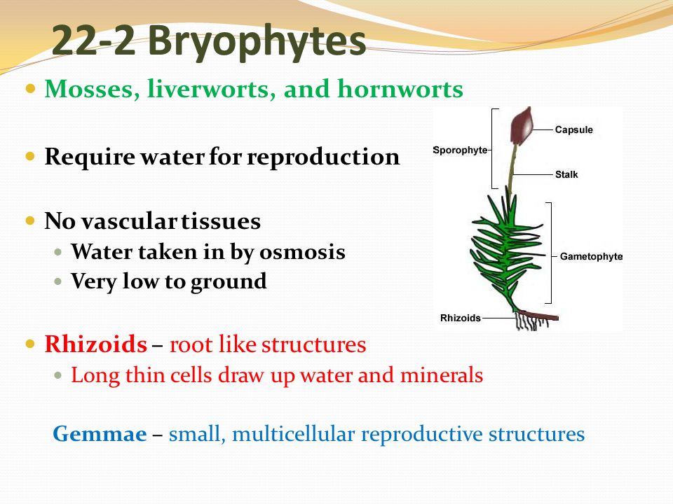 Bryophytes